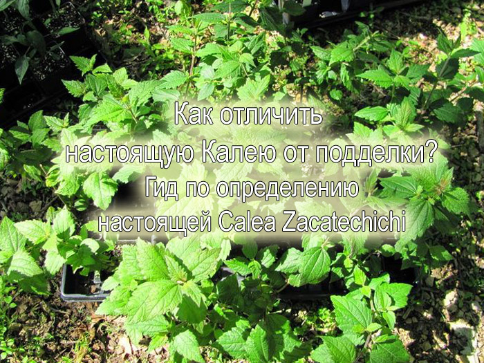 Как отличить настоящую Калею от подделки? Гид по определению настоящей Calea Zacatechichi