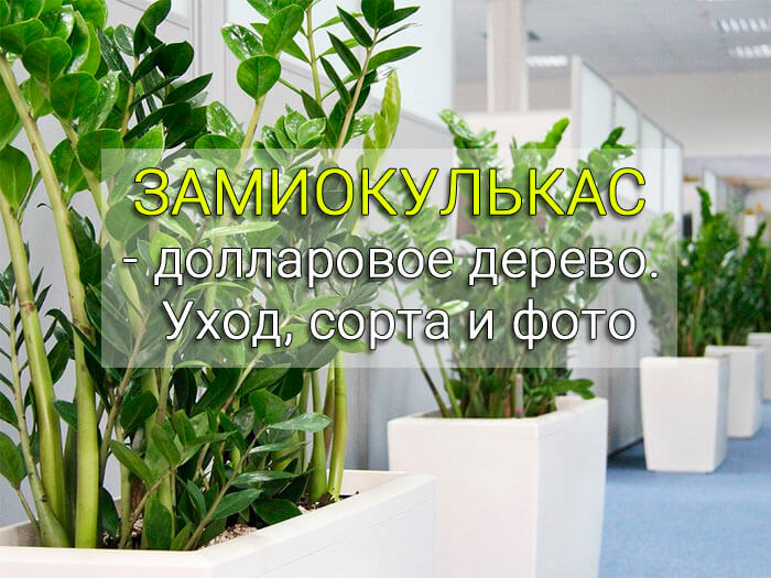 Замиокулькас - долларовое дерево. Уход, сорта и фото