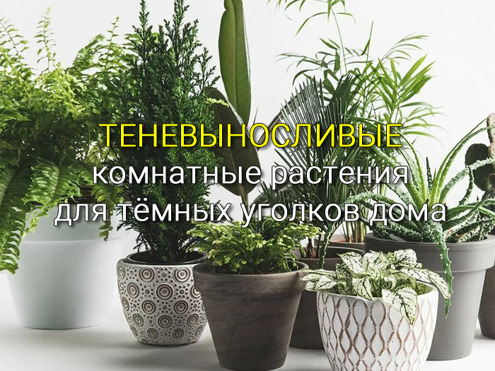 Теневыносливые комнатные растения для тёмных уголков дома