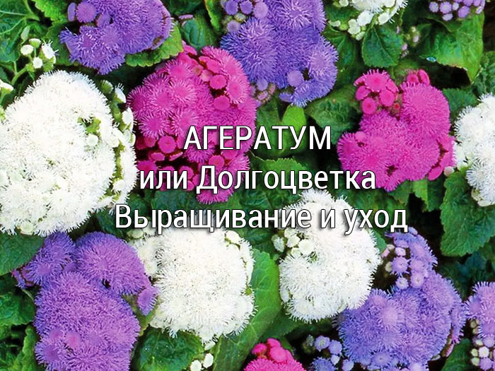 Агератум - Долгоцветка. Уход и выращивание
