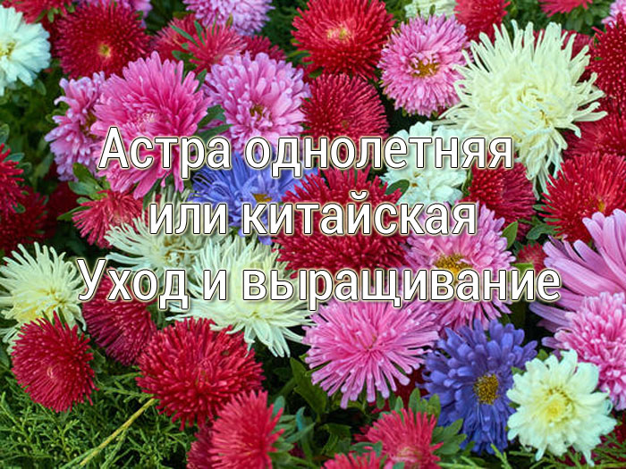 Астра однолетняя или китайская. Уход и выращивание