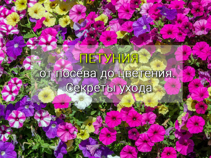 Петуния от посева до цветения. Секреты пышного цветения